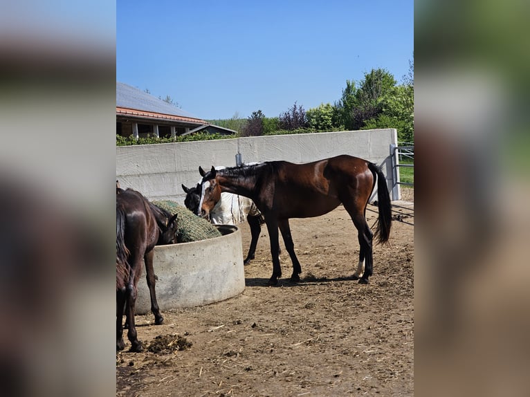 Westphalian Mare 2 years 16 hh Bay-Dark in Sauerlach