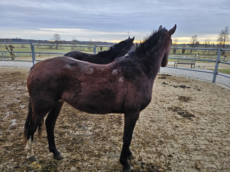 Westphalian Mare 2 years 16 hh Bay-Dark in Sauerlach