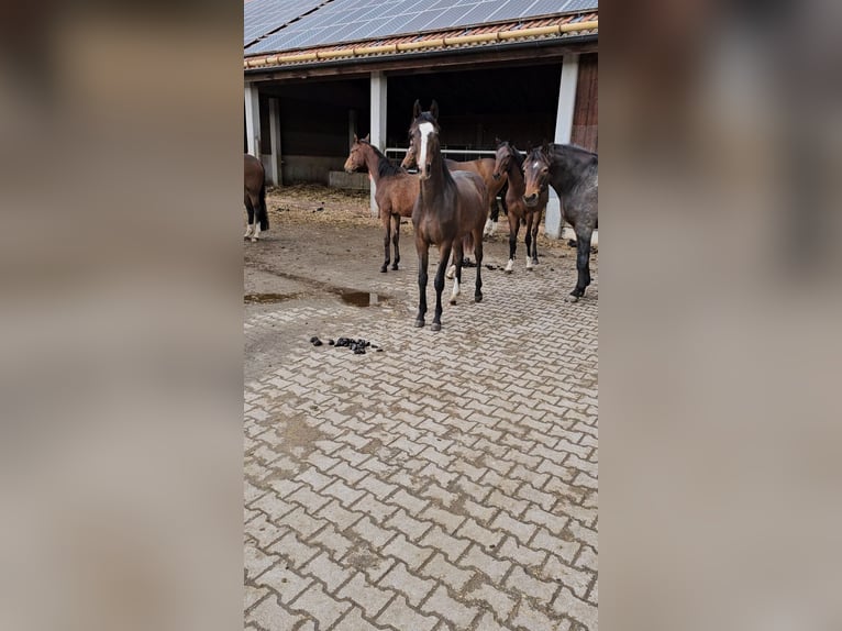 Westphalian Mare 2 years 16 hh Bay-Dark in Sauerlach