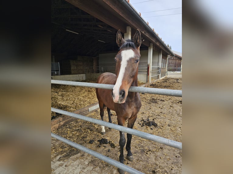 Westphalian Mare 2 years 16 hh Bay-Dark in Sauerlach
