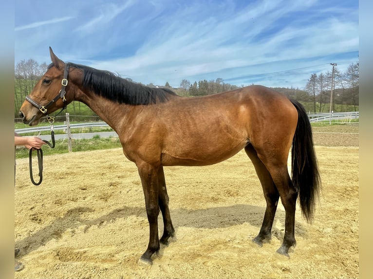 Westphalian Mare 2 years 16 hh Bay in Wipperfürth