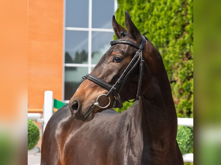 Westphalian Mare 2 years 16 hh Brown in M&#xFC;nster Handorf