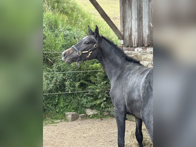 Westphalian Mare 2 years 16 hh Can be white in Marienheide
