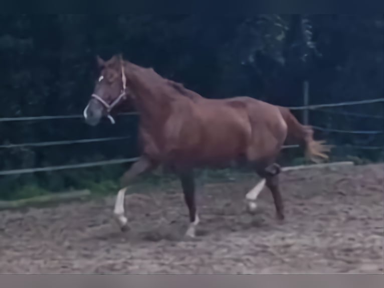Westphalian Mare 2 years 16 hh Chestnut in Bruchsal