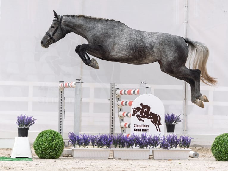 Westphalian Mare 2 years 16 hh Gray in M&#xFC;nster Handorf