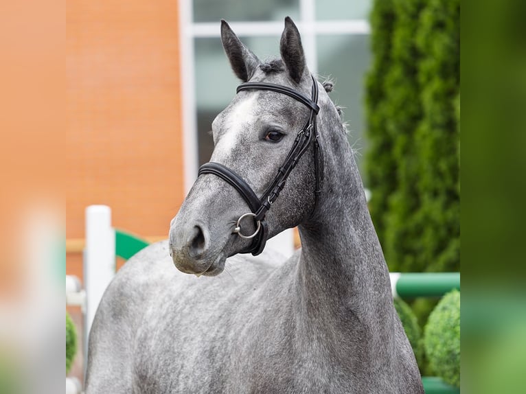 Westphalian Mare 2 years 16 hh Gray in M&#xFC;nster Handorf
