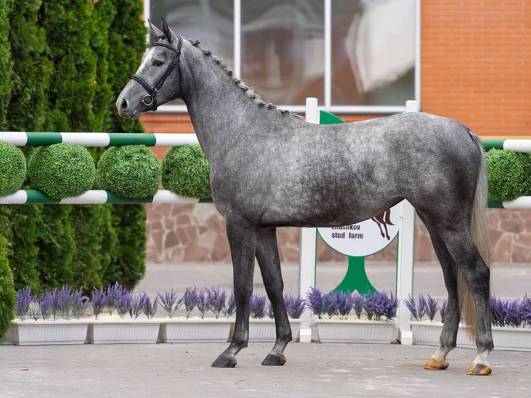 Westphalian Mare 2 years 16 hh Gray in M&#xFC;nster Handorf