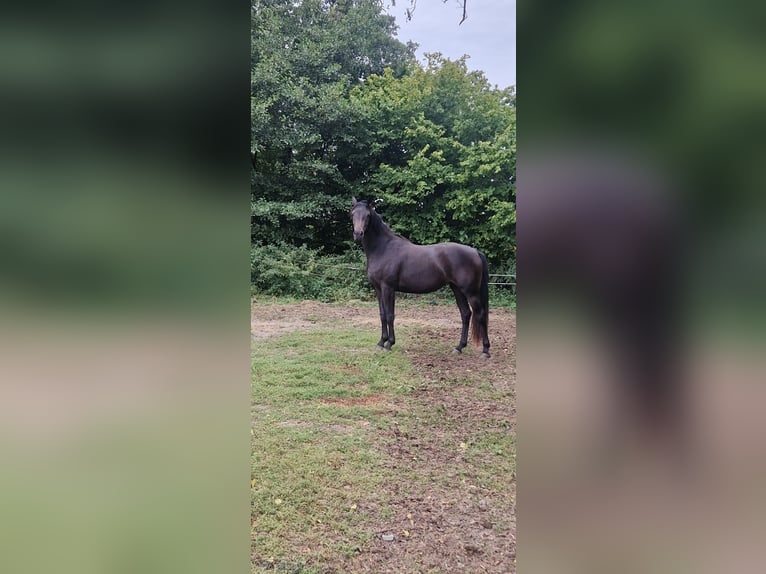 Westphalian Mare 2 years 16 hh Smoky-Black in Auetal Borstel
