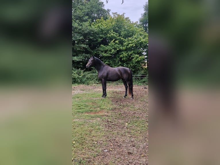 Westphalian Mare 2 years 16 hh Smoky-Black in Auetal Borstel