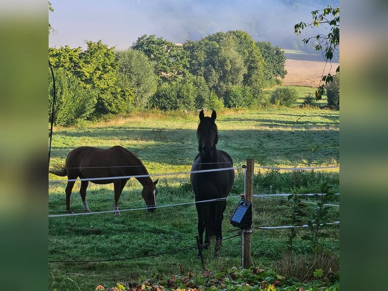 Westphalian Mare 2 years 16 hh Smoky-Black in Auetal Borstel