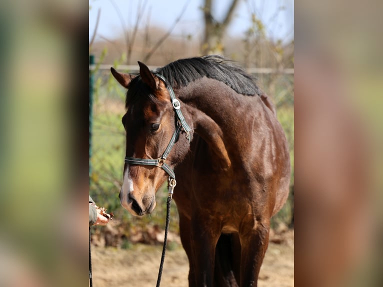 Westphalian Mare 2 years 16,1 hh Brown in Kutenholz