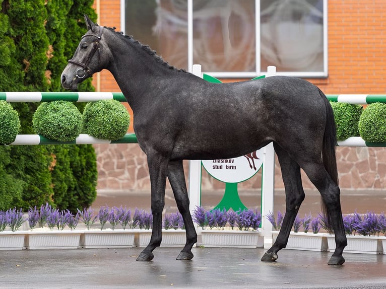 Westphalian Mare 2 years 16,1 hh Gray in M&#xFC;nster Handorf