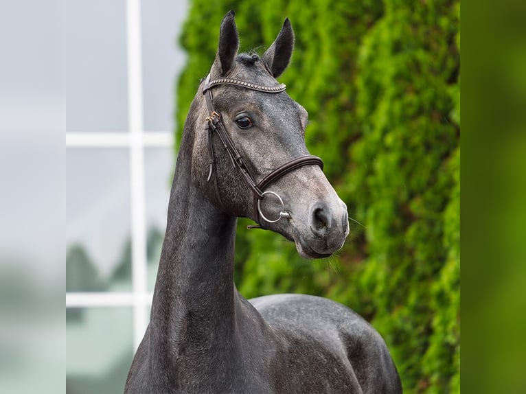 Westphalian Mare 2 years 16,1 hh Gray in M&#xFC;nster Handorf