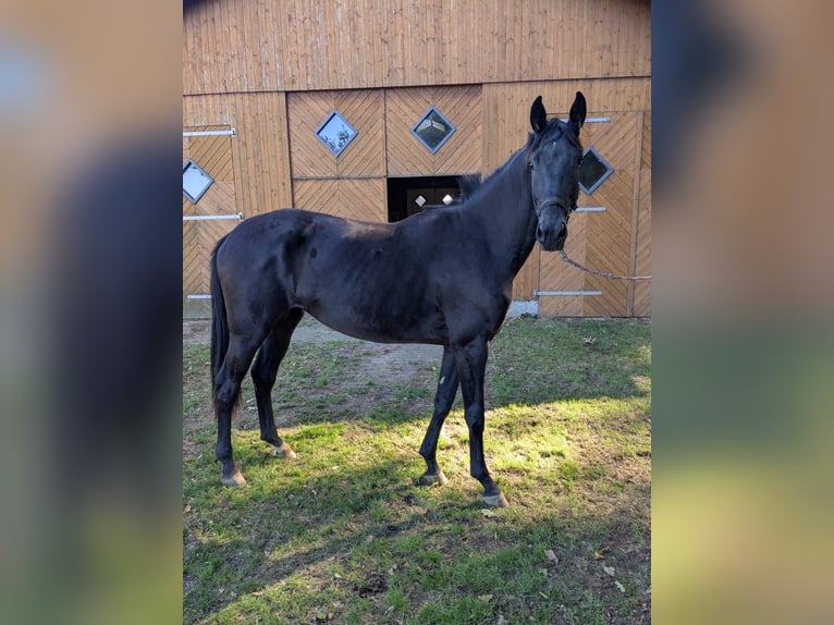 Westphalian Mare 2 years 16,2 hh Black in Vreden