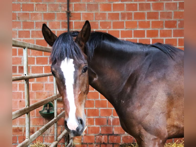 Westphalian Mare 2 years 16,2 hh Brown in Wuppertal