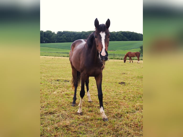 Westphalian Mare 2 years 16,2 hh Brown in Wuppertal