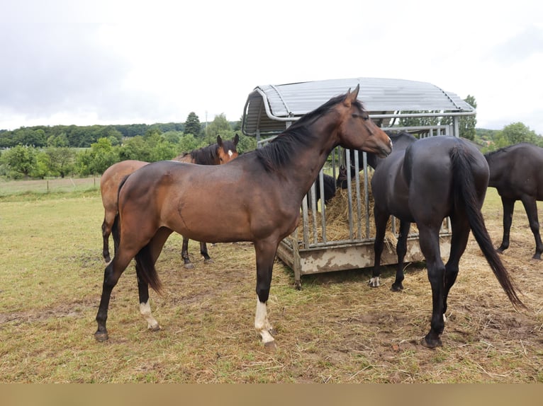 Westphalian Mare 2 years 16,2 hh Brown in Wuppertal