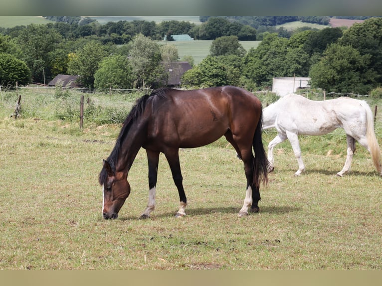 Westphalian Mare 2 years 16,2 hh Brown in Wuppertal