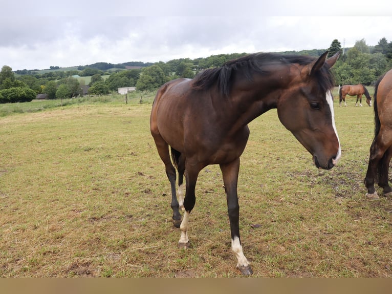 Westphalian Mare 2 years 16,2 hh Brown in Wuppertal