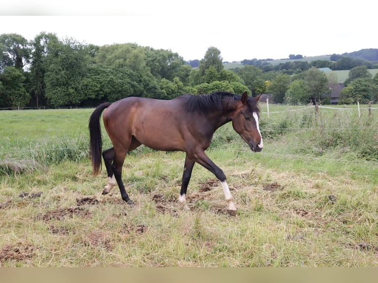 Westphalian Mare 2 years 16,2 hh Brown in Wuppertal