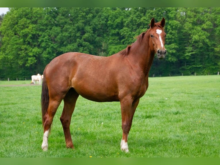 Westphalian Mare 2 years 16,2 hh Chestnut-Red in Legden
