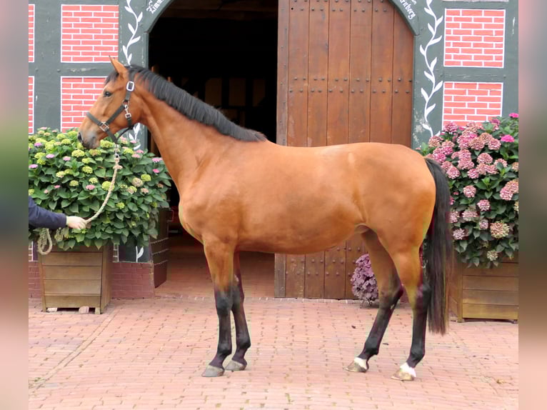 Westphalian Mare 2 years 16,3 hh Brown in Cappeln (Oldenburg)