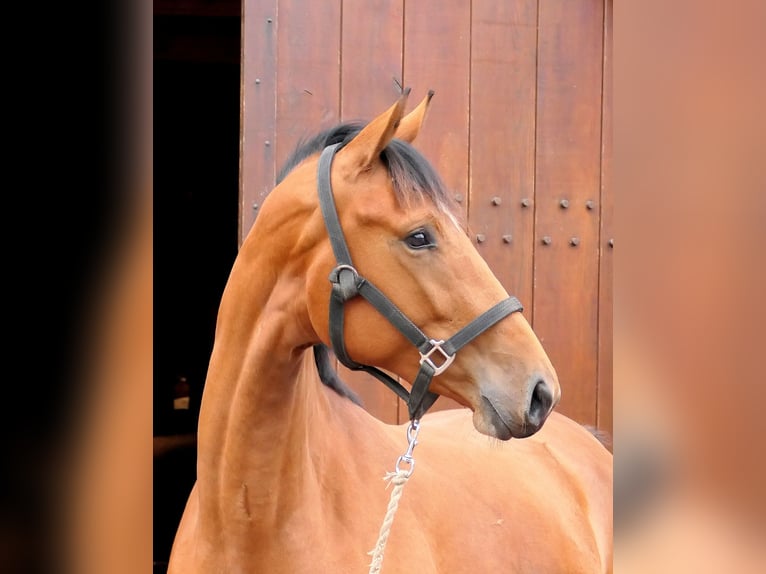 Westphalian Mare 2 years 16,3 hh Brown in Cappeln (Oldenburg)