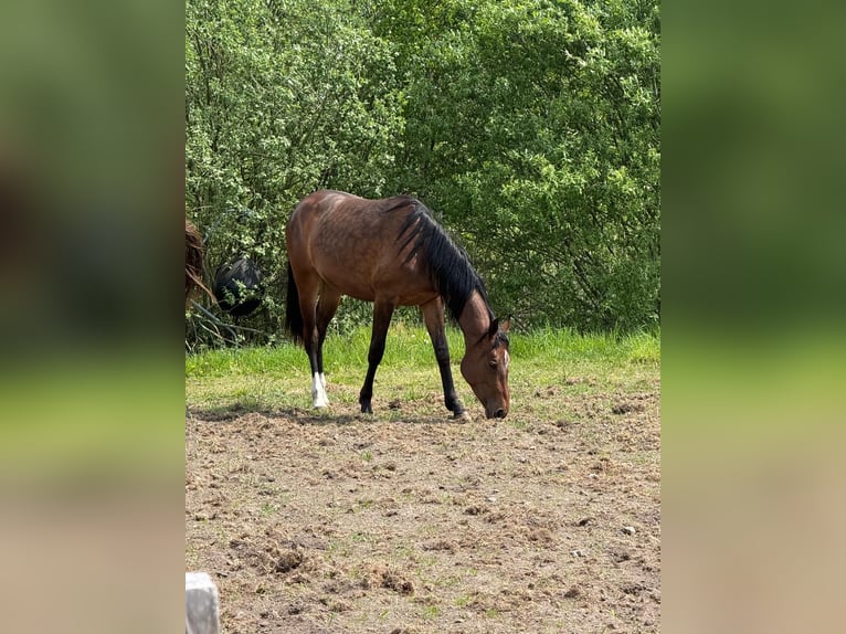 Westphalian Mare 2 years 17 hh Bay-Dark in Südlohn