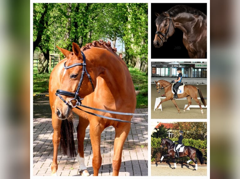 Westphalian Mare 2 years 17 hh Brown in Wülperode
