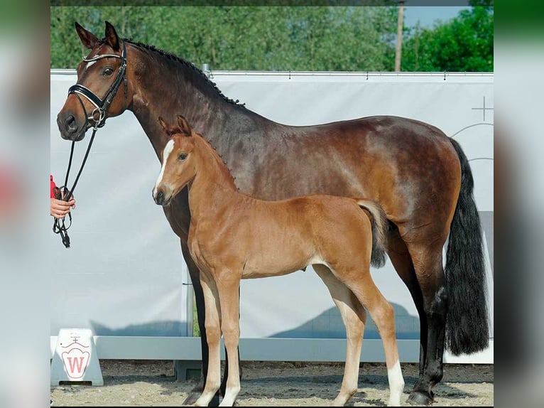 Westphalian Mare 2 years 17 hh Brown in Stieltjeskanaal