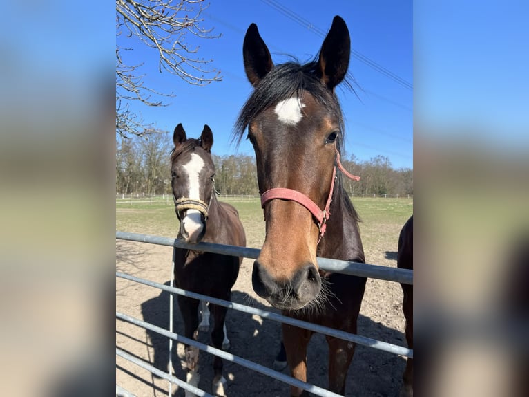 Westphalian Mare 2 years 17,1 hh Brown in Rheinberg