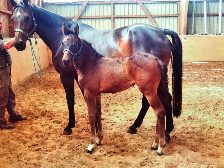 Westphalian Mare 2 years Bay-Dark in Frankenberg (Eder)