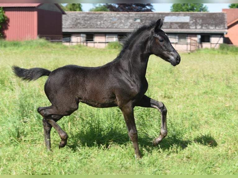 Westphalian Mare 2 years Bay-Dark in Hamm