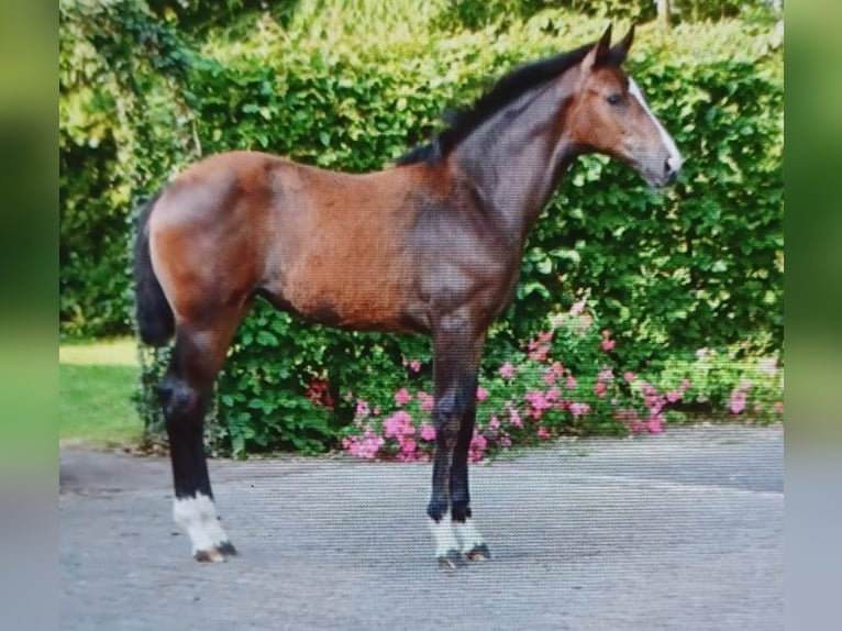 Westphalian Mare 2 years Brown in Ascheberg