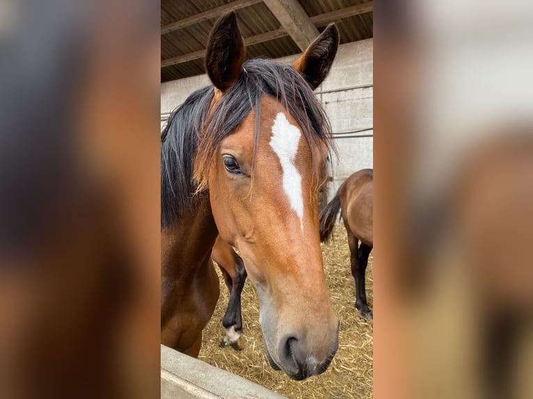 Westphalian Mare 2 years Brown in Neustadt am R&#xFC;benberge