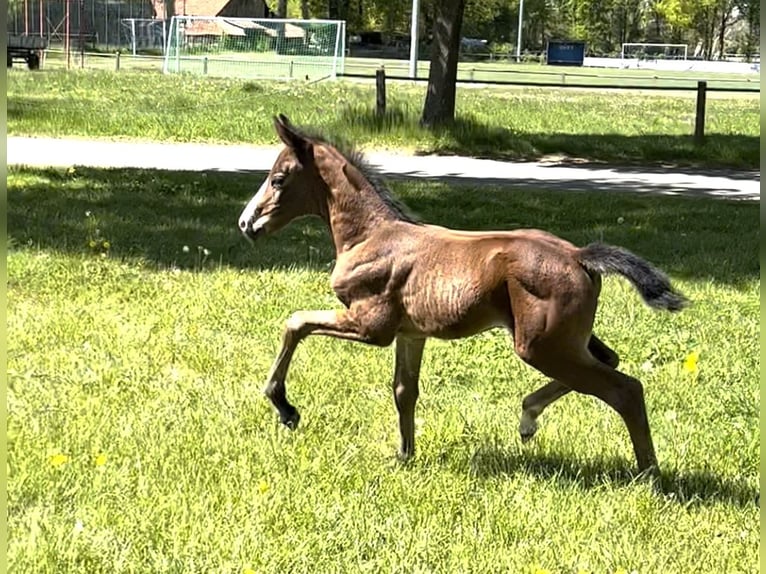 Westphalian Mare 2 years Brown in Raddestorf