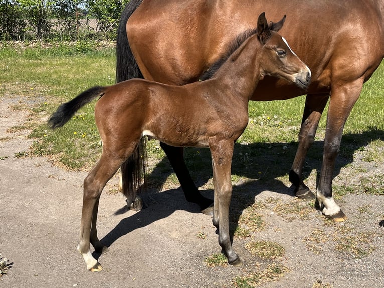 Westphalian Mare 2 years Brown in Raddestorf