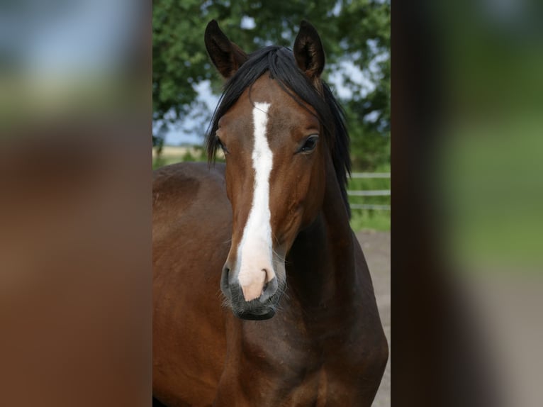 Westphalian Mare 2 years Brown in Raddestorf