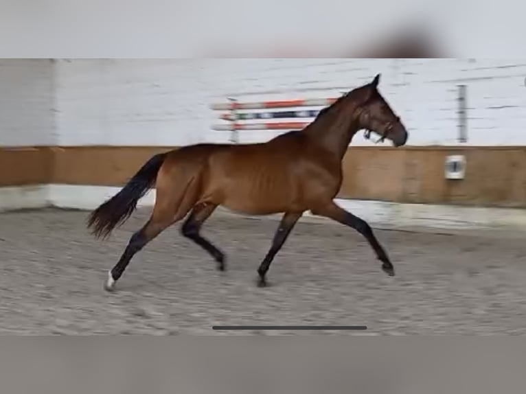 Westphalian Mare 2 years Brown in Raddestorf