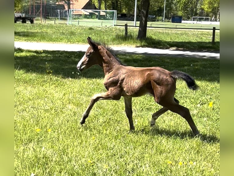 Westphalian Mare 2 years Brown in Raddestorf