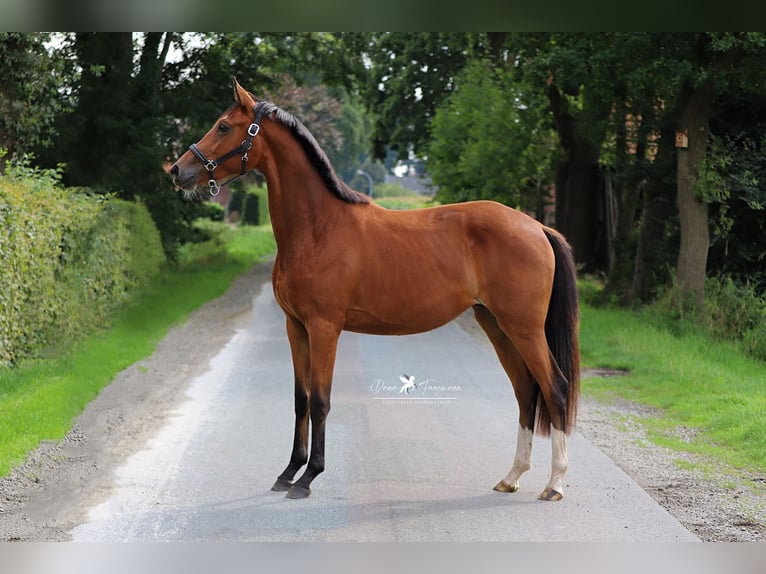 Westphalian Mare 2 years Brown in Neuenkirchen-Vörden