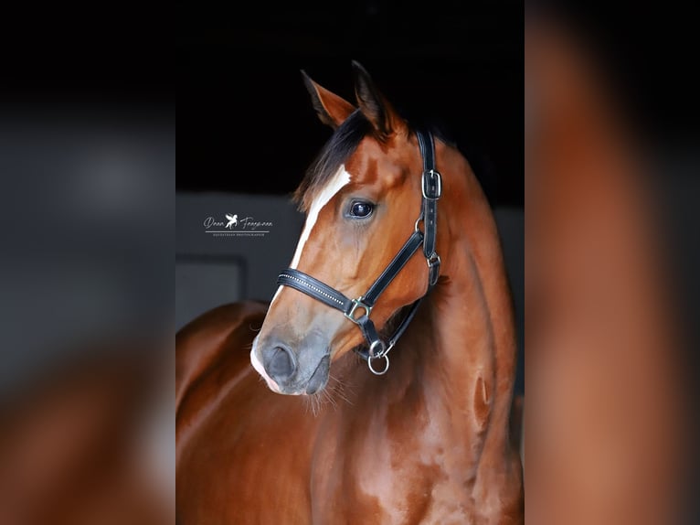 Westphalian Mare 2 years Brown in Neuenkirchen-Vörden