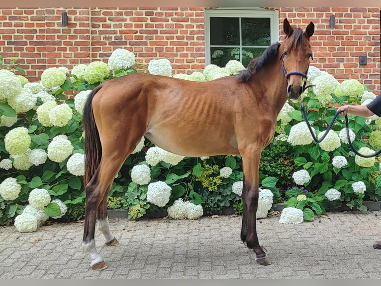 Westphalian Mare 2 years Brown in Selm