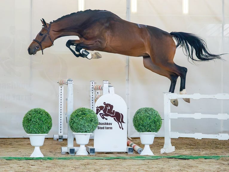 Westphalian Mare 2 years Brown in Mnster-Handorf
