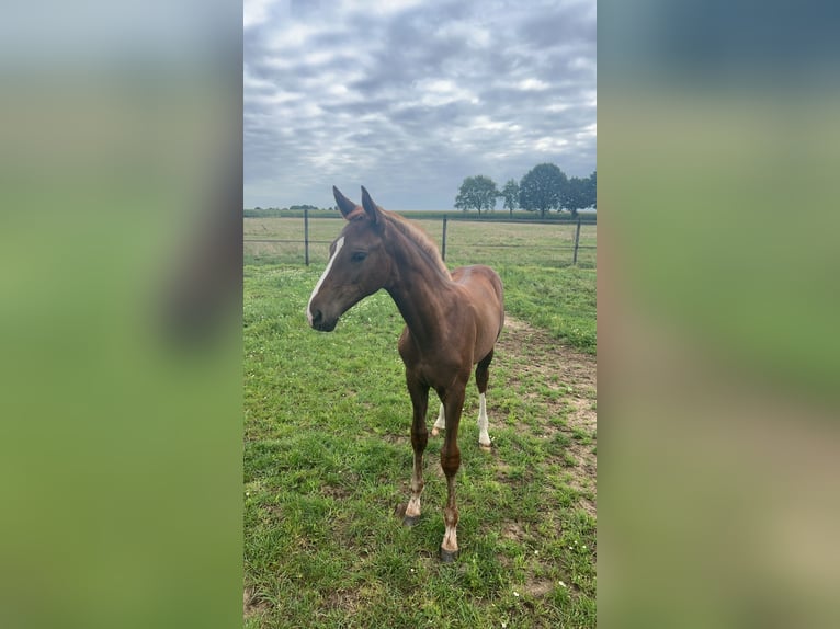 Westphalian Mare 2 years Chestnut in Borken