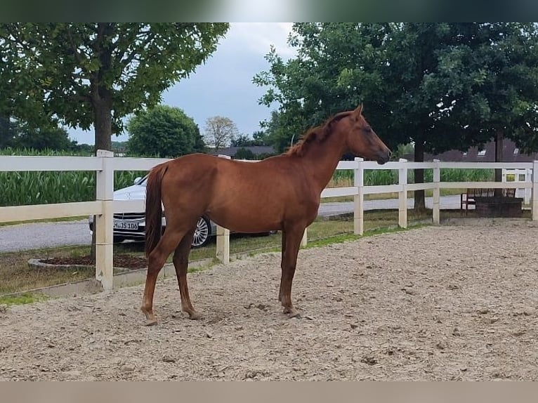 Westphalian Mare 2 years Chestnut in Selm