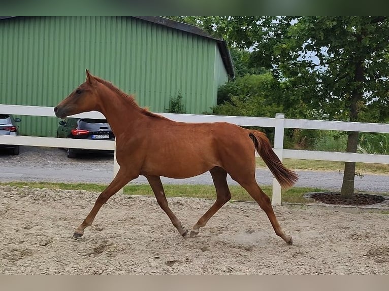 Westphalian Mare 2 years Chestnut in Selm