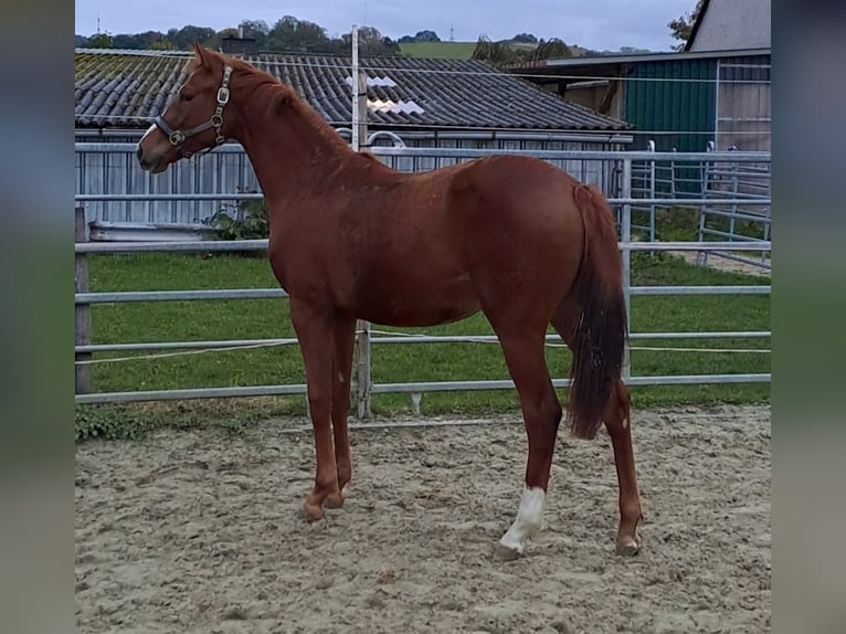 Westphalian Mare 2 years Chestnut-Red in Borchen