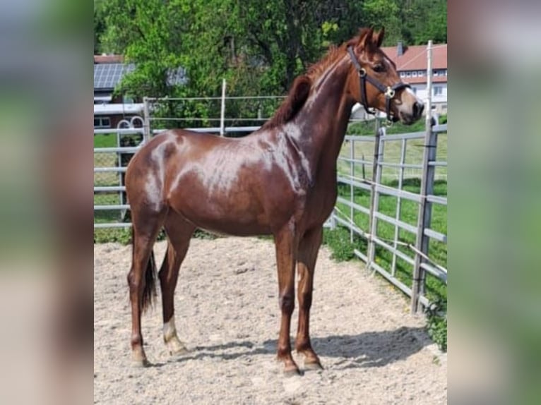 Westphalian Mare 2 years Chestnut-Red in Borchen