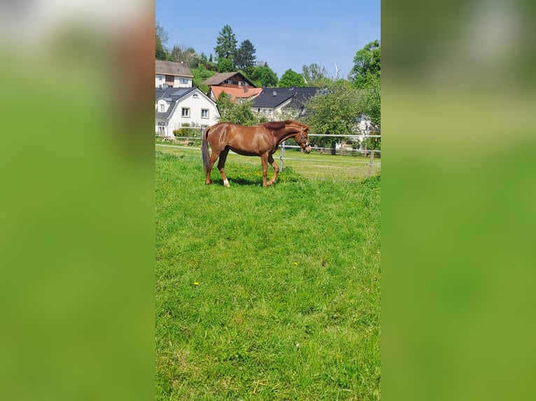 Westphalian Mare 2 years Chestnut-Red in Borchen